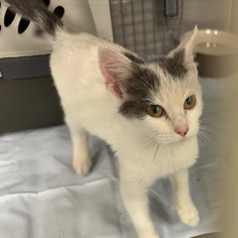 A baby small-sized female White Domestic Short Hair cat named Tree for adoption in Morganfield, KY