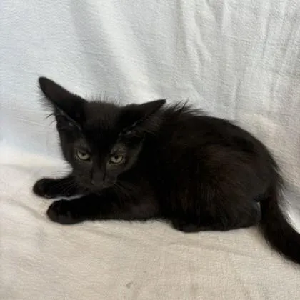 A baby small-sized male Domestic Short Hair cat named Jack for adoption in Janesville, WI