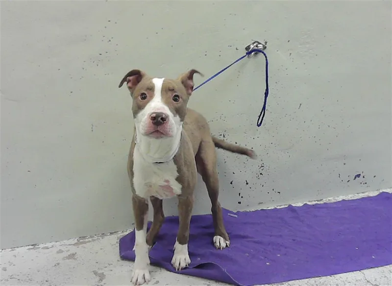 An adult medium-sized male Staffordshire Bull Terrier dog named Zeus for adoption in Houston, TX