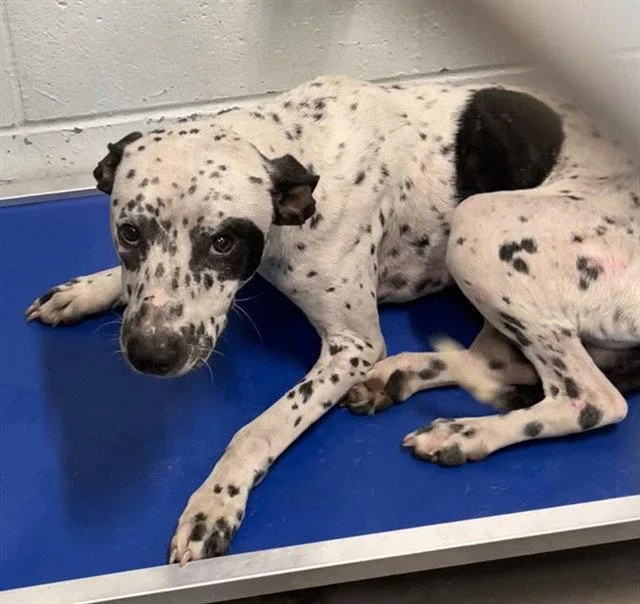 An adult medium-sized male Dalmatian dog named Boone for adoption in Tavares, FL