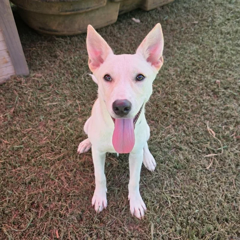 A young medium-sized female White / Cream Mixed Breed dog named Charlotte for adoption in Hamilton, GA