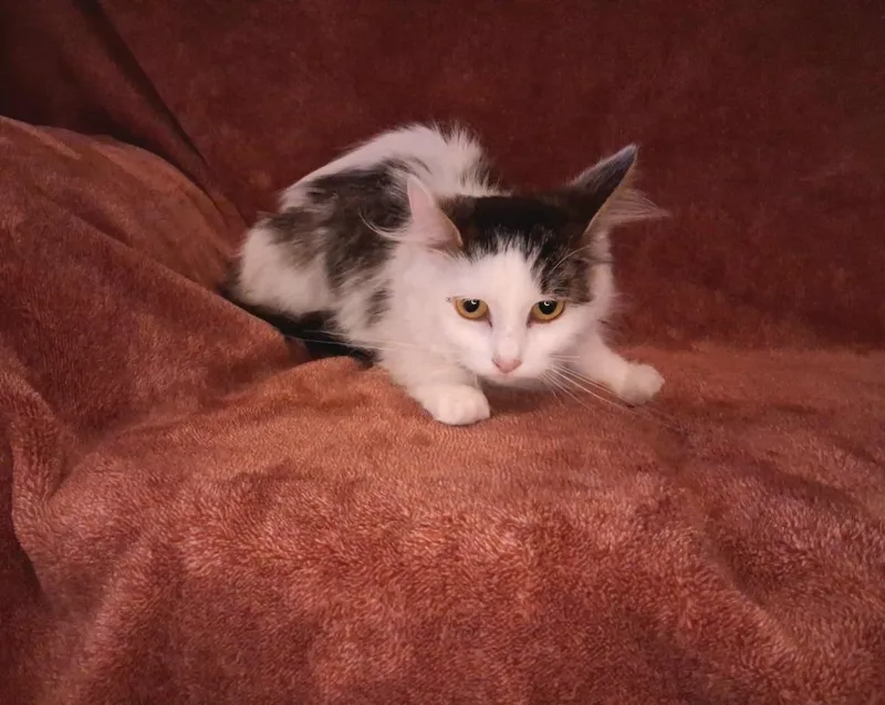 A young medium-sized female American Shorthair cat named Sassy for adoption in Wintersville, OH