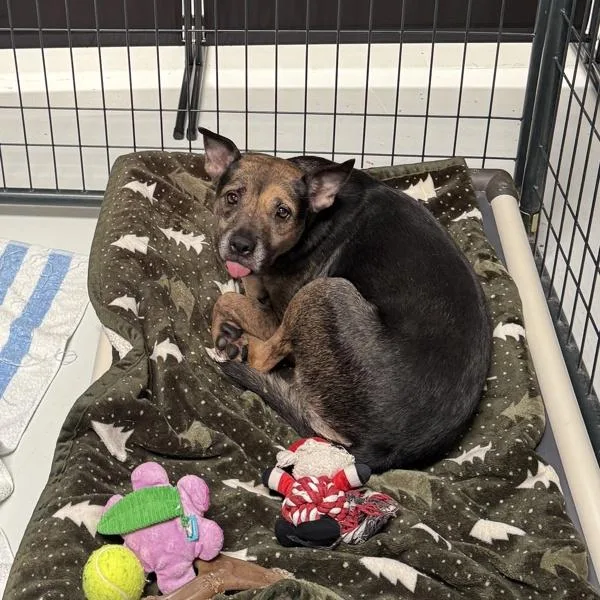 Cersi