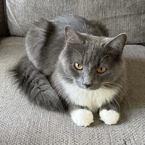 A young medium-sized female Gray & White Domestic Short Hair cat named Queen Jane Austen for adoption in Bentonville, AR