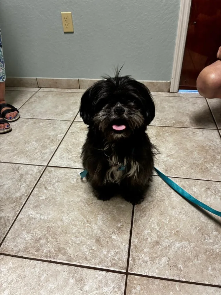 A young small-sized male Black Poodle dog named Cliff for adoption in Orlando, FL