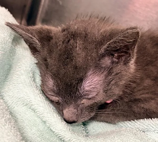 A baby medium-sized female Domestic Short Hair cat named Berry for adoption in Millersville, MD