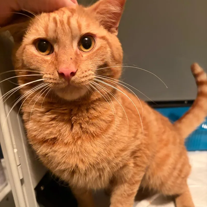 A young medium-sized male Tabby (Orange / Red) Domestic Short Hair cat named Rufus for adoption in Cleveland Heights, OH