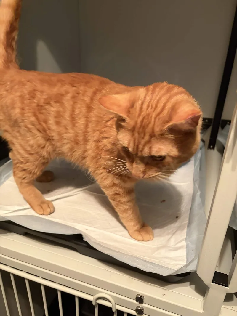 Rufus thumbnail 2