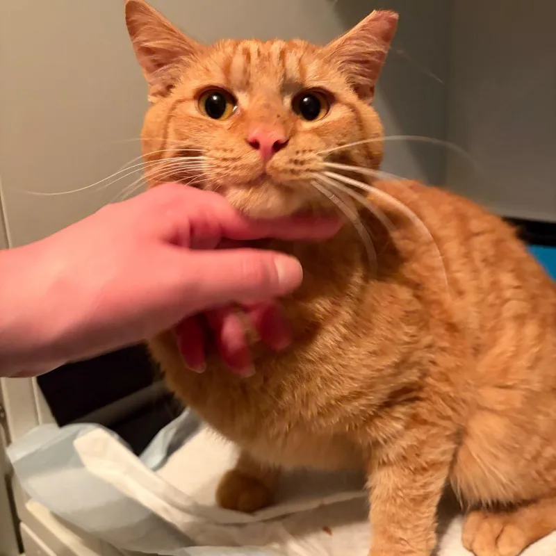 Rufus thumbnail 3