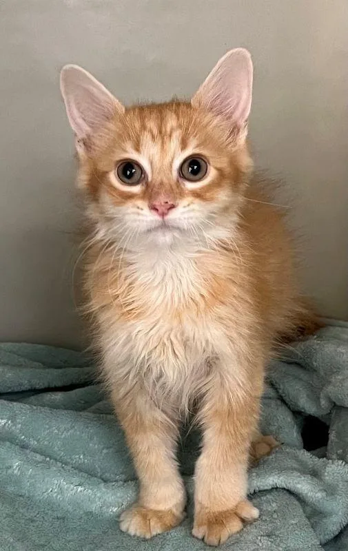 A baby medium-sized male Domestic Long Hair cat named Chase for adoption in Genoa, IL