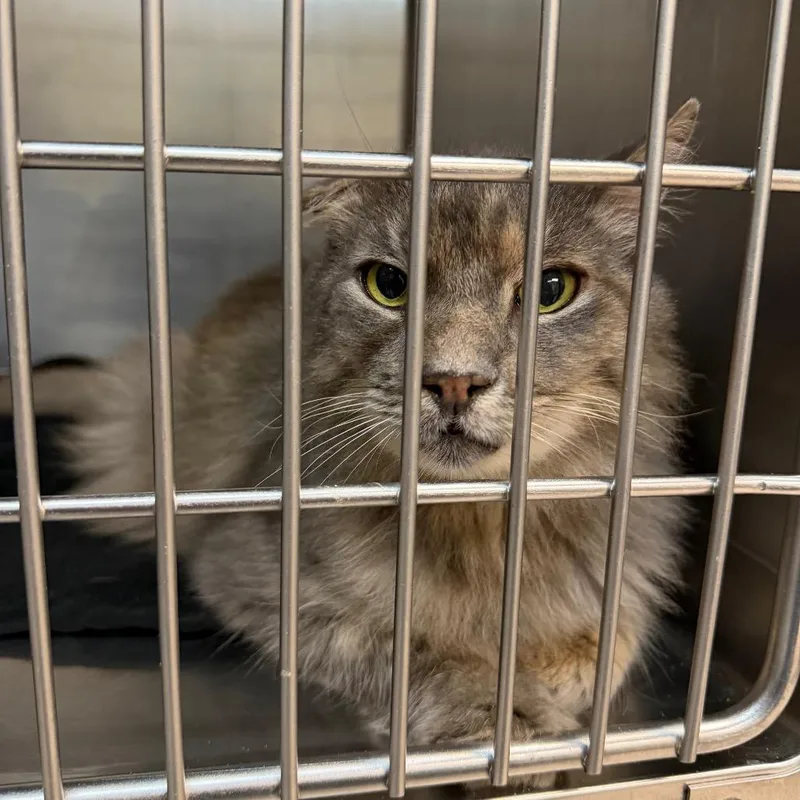 A young small-sized male Gray / Blue / Silver Domestic Medium Hair cat named Fernando for adoption in Newark, NJ