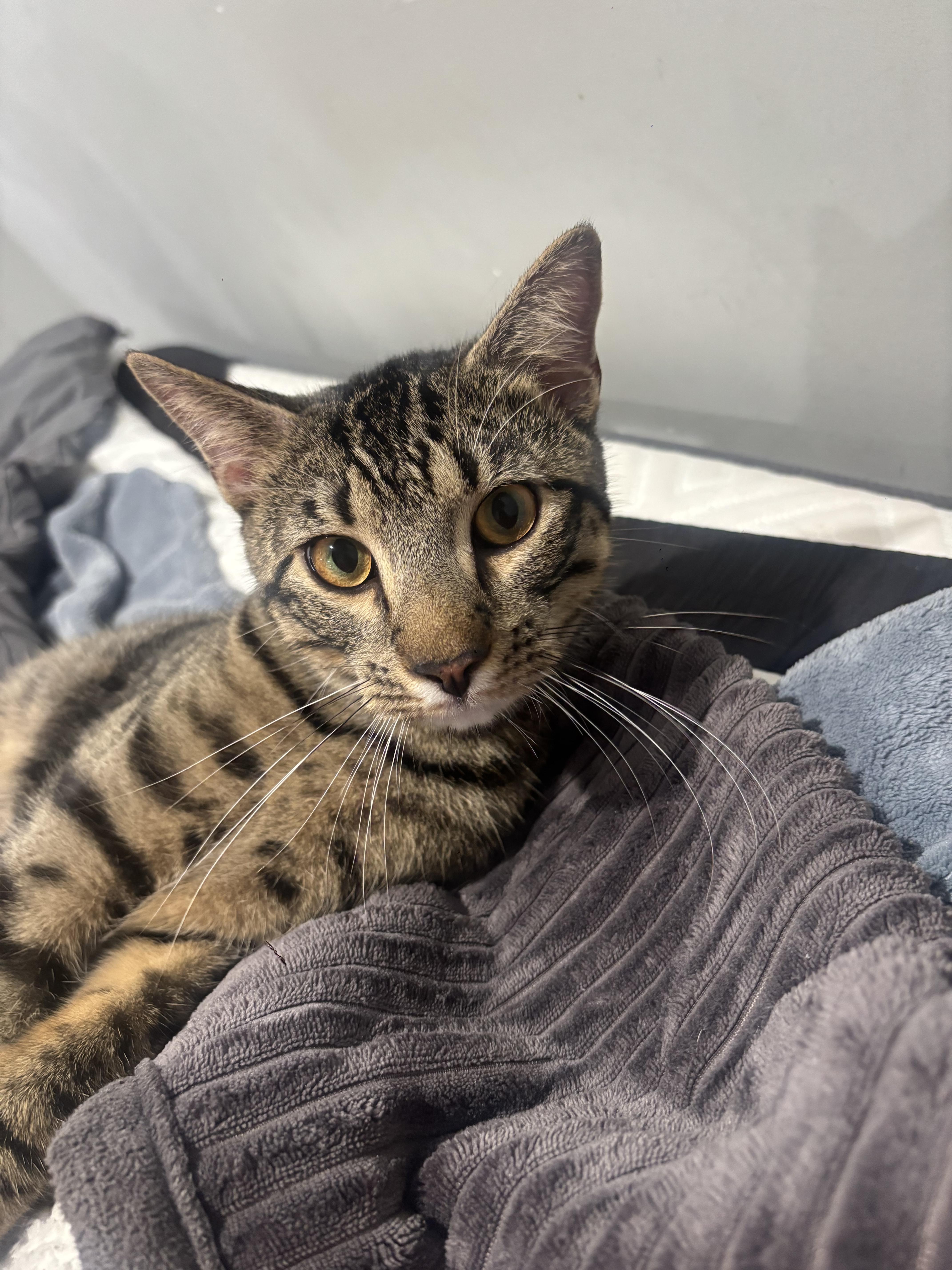 An adult large-sized male American Shorthair cat named North for adoption in Elmira, NY