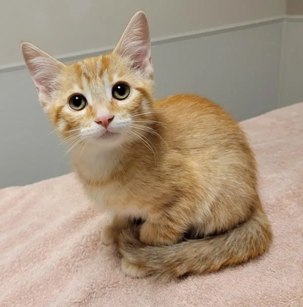 A baby medium-sized male Domestic Short Hair cat named Sunshine for adoption in Oakland, CA