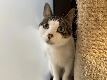An adult small-sized female Domestic Short Hair cat named Pepper for adoption in Golden Valley, MN