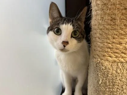 Pepper thumbnail 2