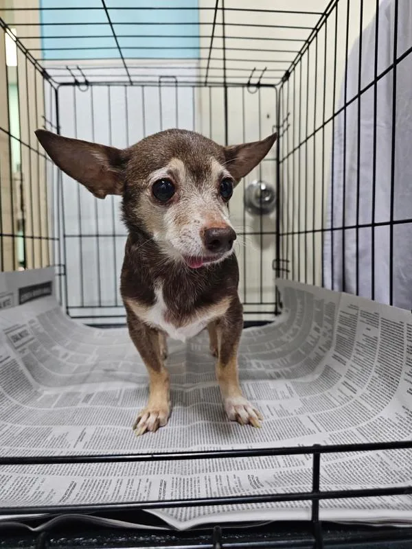 An adult small-sized female Chihuahua dog named Mabel for adoption in Dallas, GA