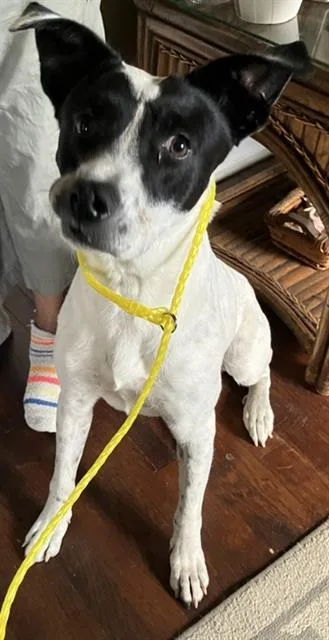 An adult large-sized female Mixed Breed dog named Susana for adoption in Dallas, TX