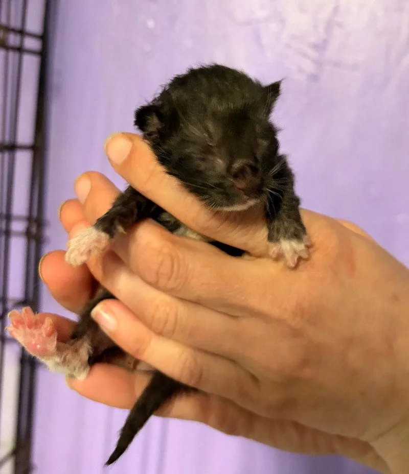 A baby medium-sized female Black & White / Tuxedo Domestic Short Hair cat named Jinx for adoption in Battle Ground, WA