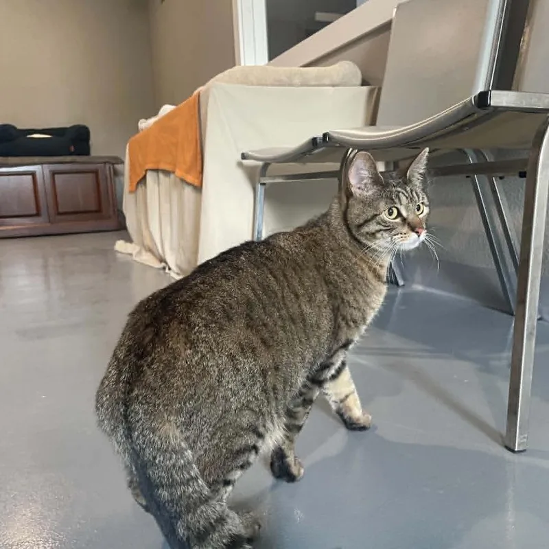 An adult small-sized female Gray / Blue / Silver Domestic Short Hair cat named Gray Daisy for adoption in CHANUTE, KS