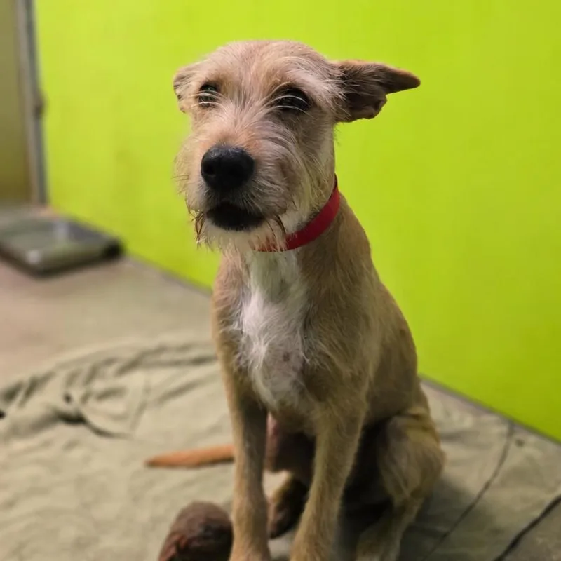 A young medium-sized female Yellow / Tan / Blond / Fawn Poodle dog named Stoki for adoption in San Jacinto, CA