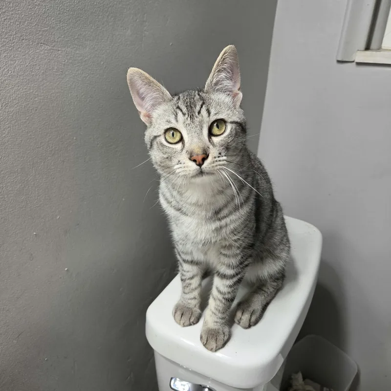 A baby medium-sized male Domestic Short Hair cat named Jack for adoption in Royal Oak, MI