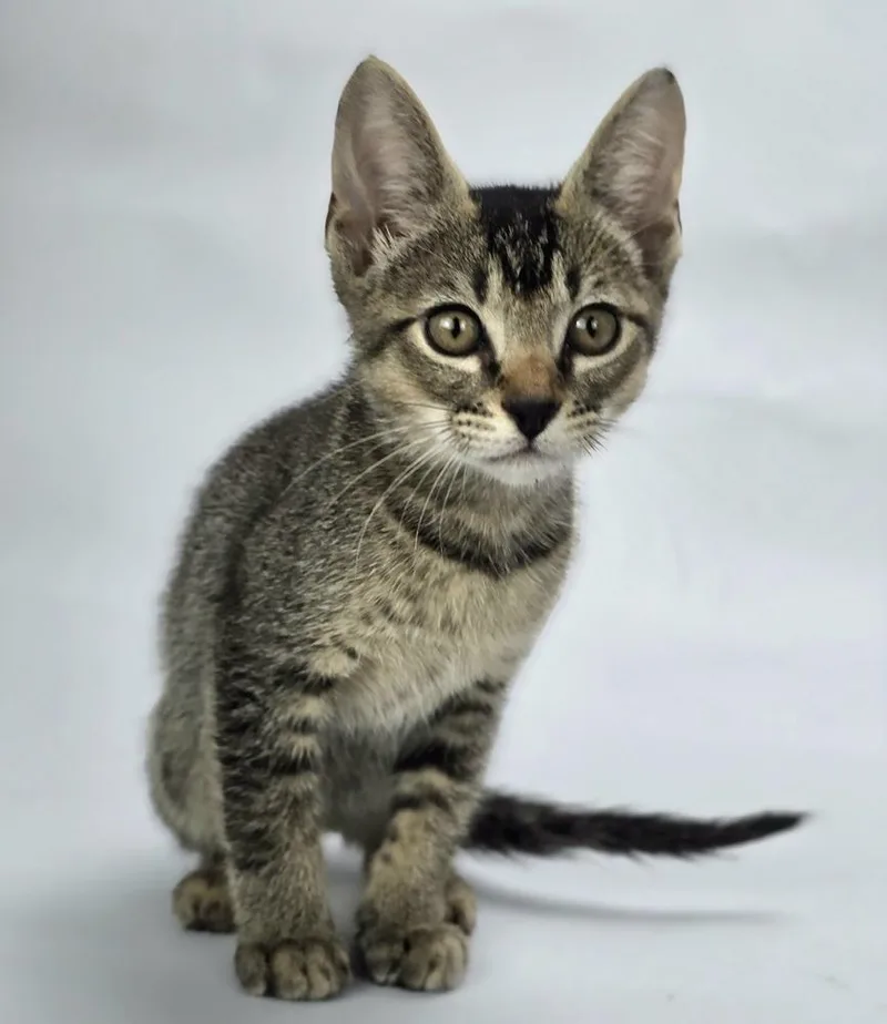 A baby small-sized female Tabby (Brown / Chocolate) Abyssinian cat named Dobby for adoption in Sedalia, CO