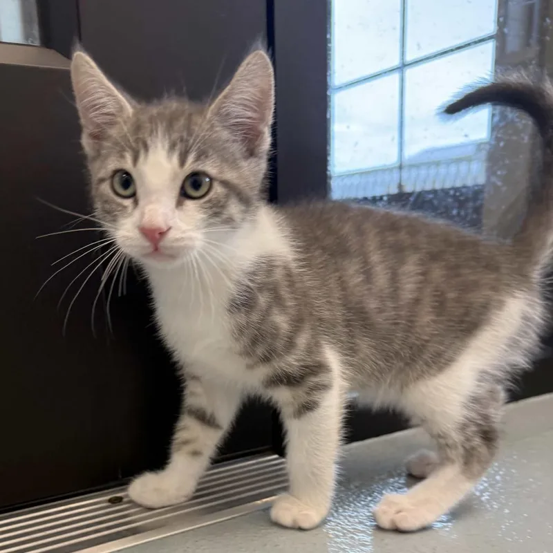 A baby small-sized male Gray / Blue / Silver Domestic Short Hair cat named Omari for adoption in Beaumont, TX