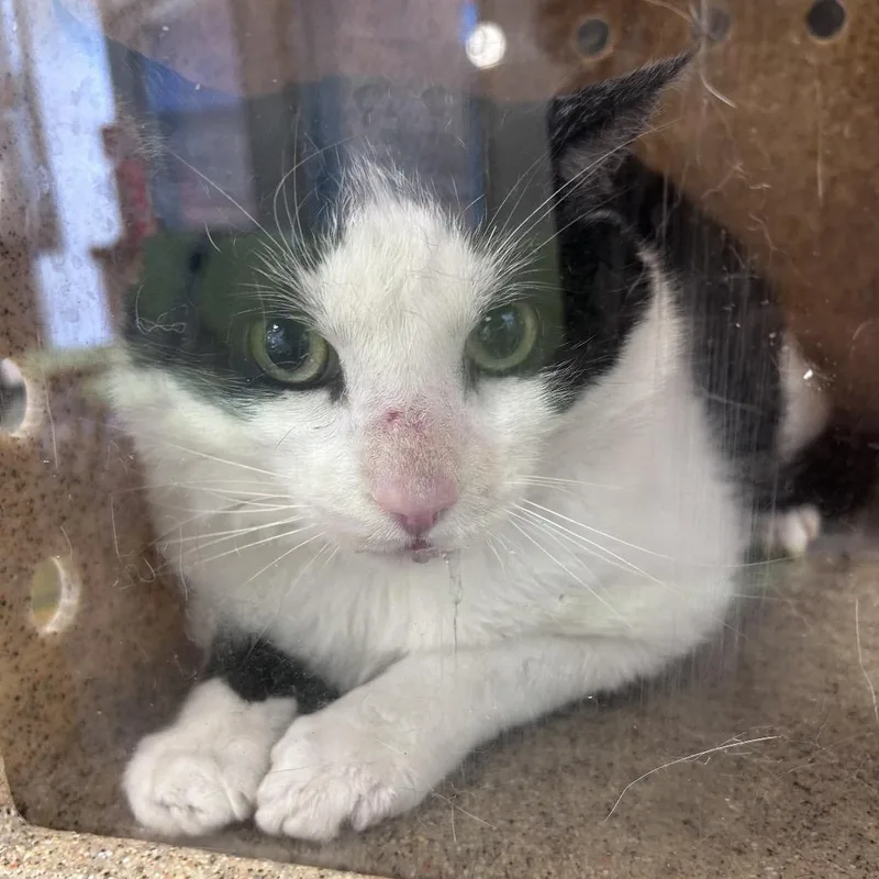 An adult small-sized male Black Domestic Short Hair cat named Oreo Lovely for adoption in Philadelphia, PA