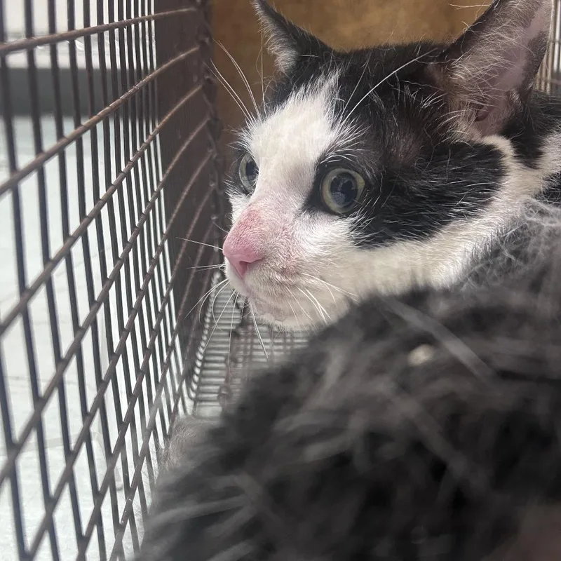 Oreo Lovely thumbnail 2