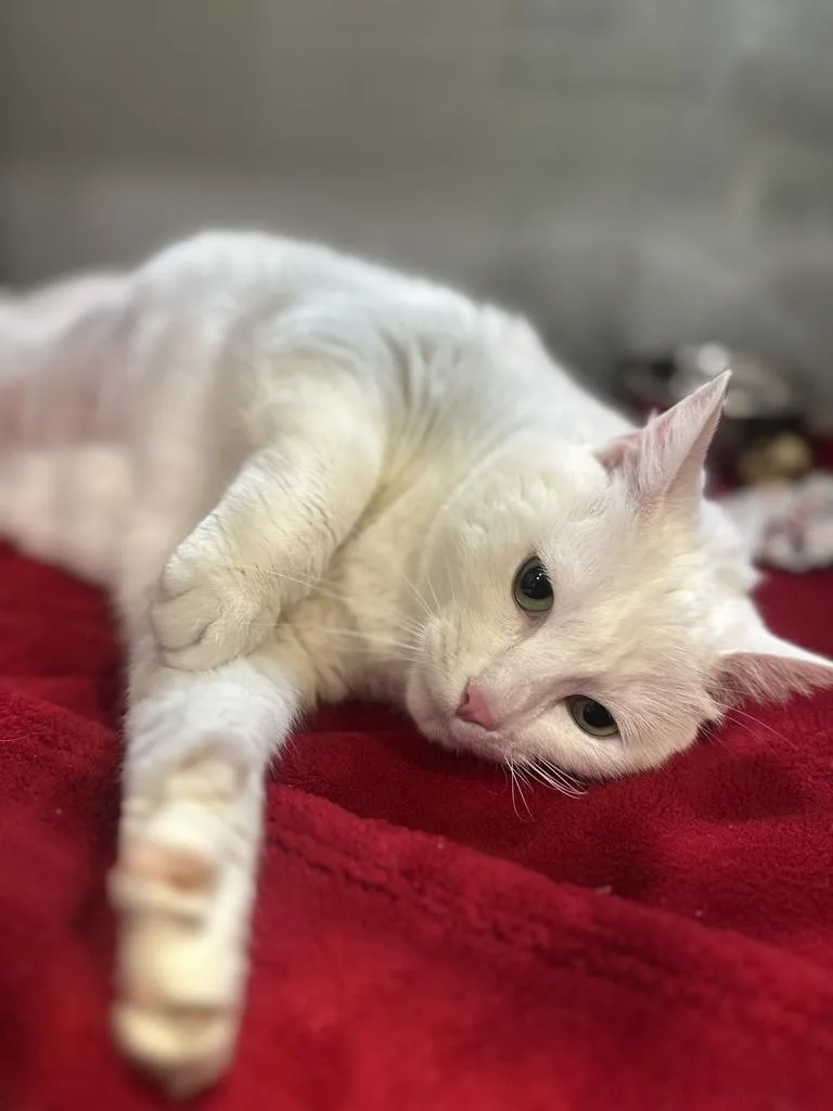 A senior extra large-sized female White Domestic Short Hair cat named Celcillia for adoption in Jackson, MI
