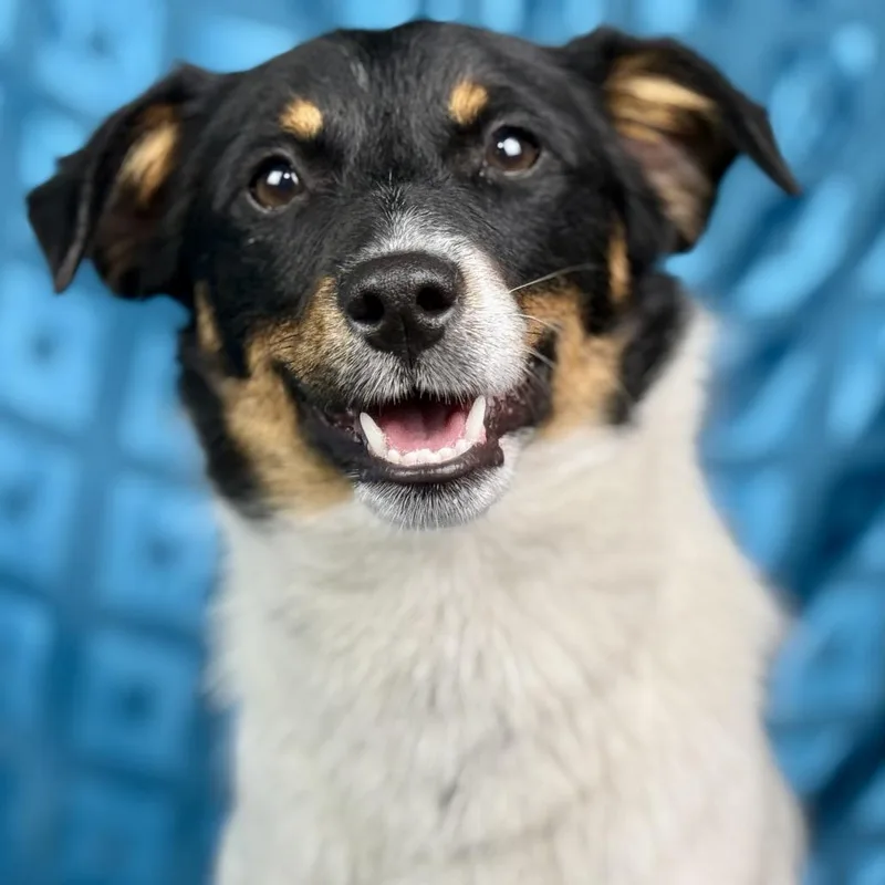 Norman: The Sweet  thumbnail 4