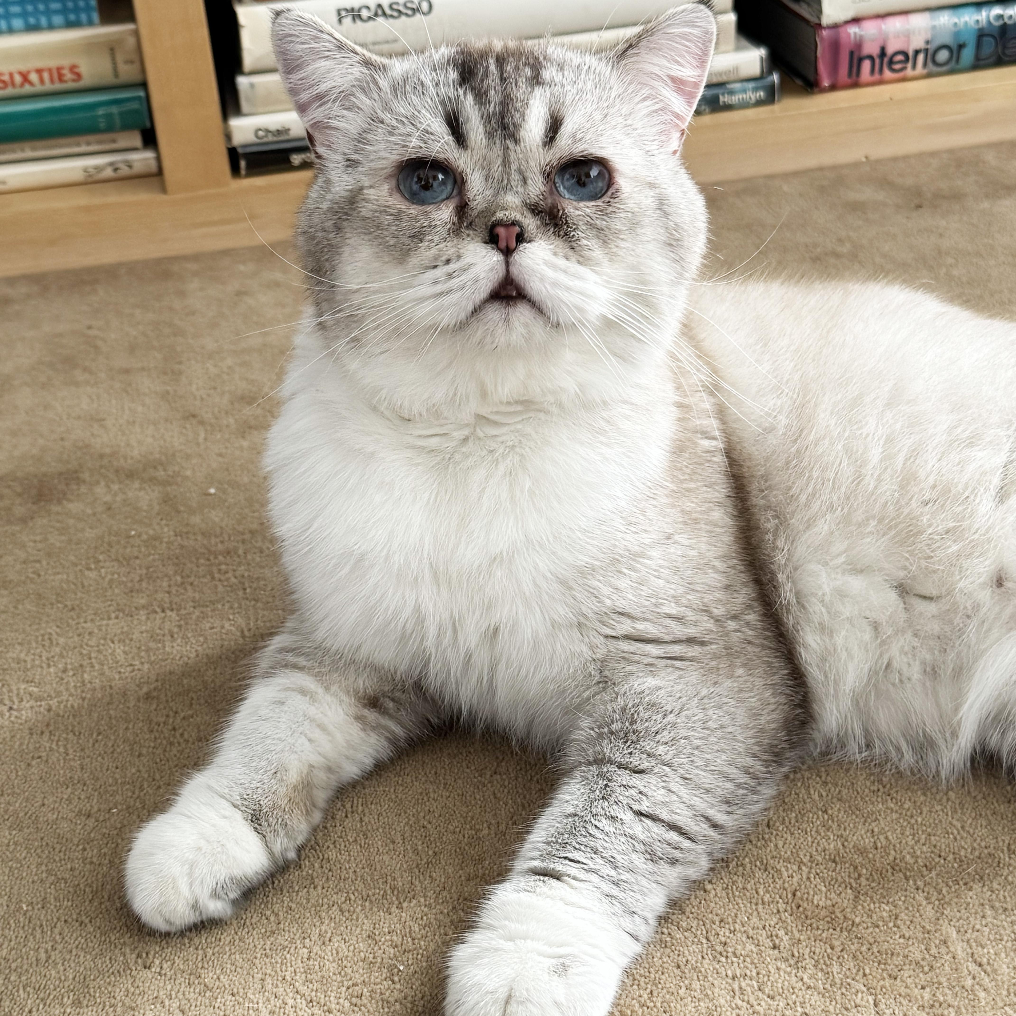 An adult medium-sized male British Shorthair cat named Carme for adoption in BROOKLYN, NY