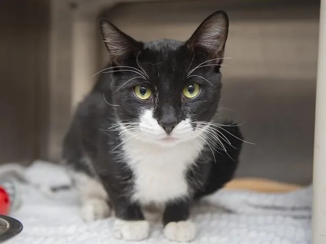 A young small-sized male Domestic Short Hair cat named Johnny for adoption in Phoenix, AZ