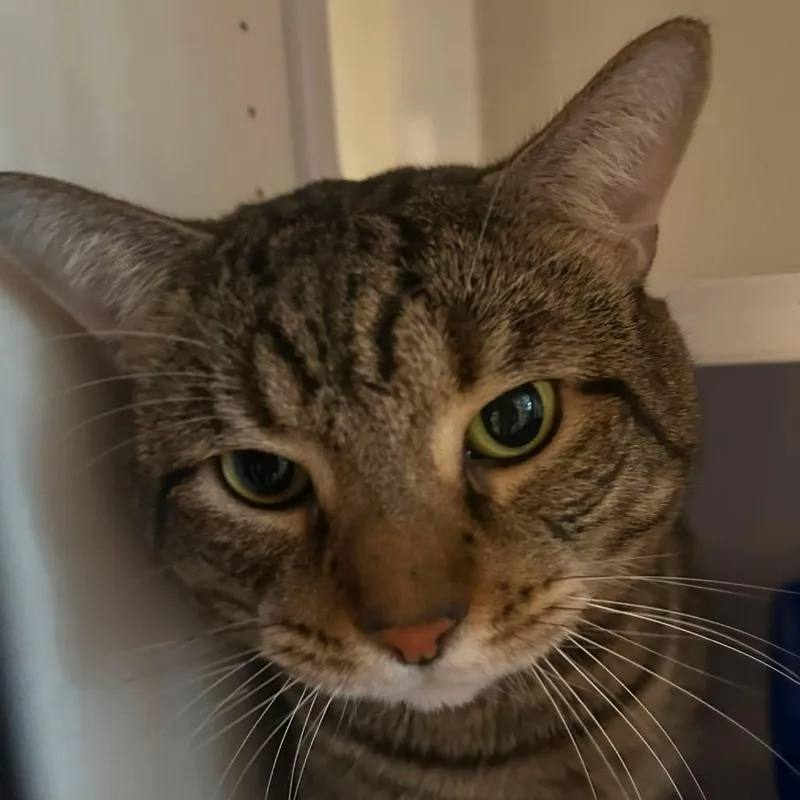 An adult small-sized male Brown / Chocolate Domestic Short Hair cat named Susi for adoption in Long Island City, NY