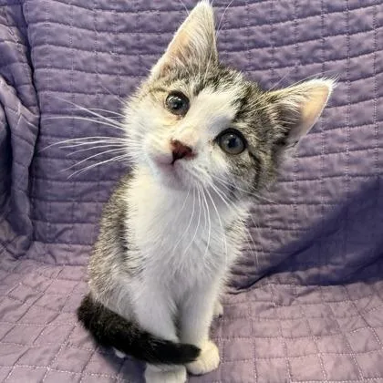 A baby small-sized female Domestic Short Hair cat named Nelly for adoption in Janesville, WI