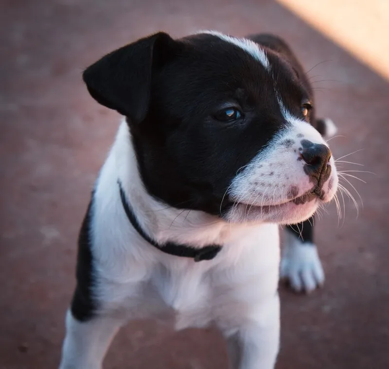 Dr. Pepper thumbnail 4