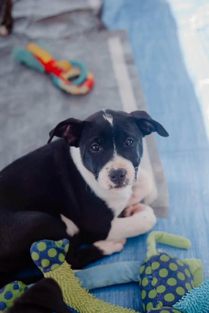 Dr. Pepper thumbnail 5