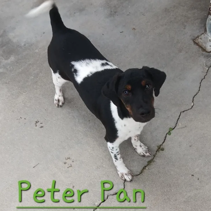 A young small-sized male Terrier dog named Peter Pan for adoption in Seymour, IN