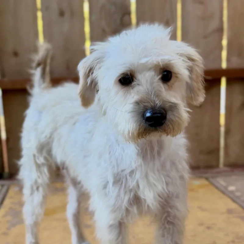 An adult medium-sized female Mixed Breed dog named Pixie for adoption in Los Angeles, CA
