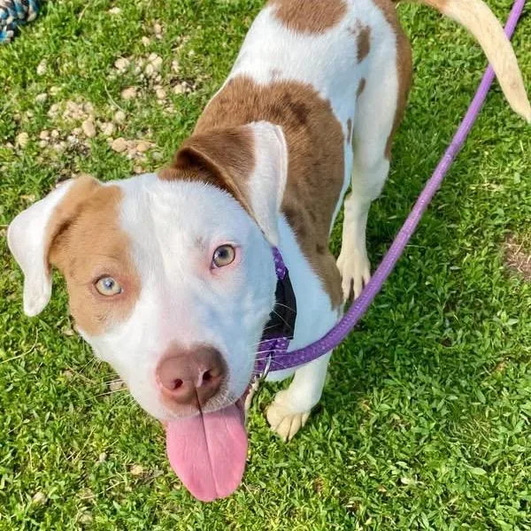 An adult medium-sized female White / Cream Terrier dog named Shannon for adoption in Quakertown, PA