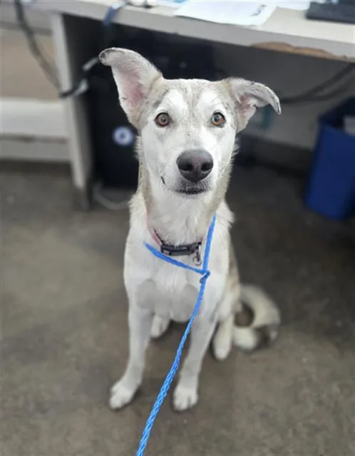 An adult large-sized female Mixed Breed dog named Leah for adoption in Dallas, TX