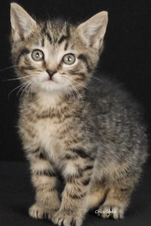 A baby medium-sized male Tabby (Tiger Striped) Tabby cat named Devin for adoption in Newland, NC