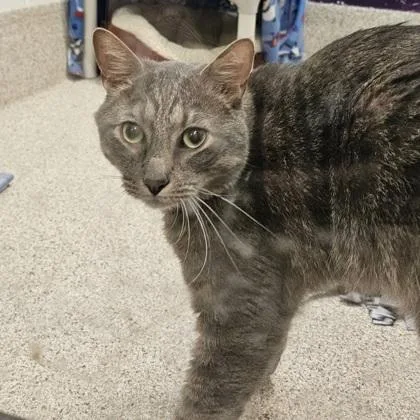 An adult small-sized male Domestic Short Hair cat named Symba for adoption in Scotia, NY