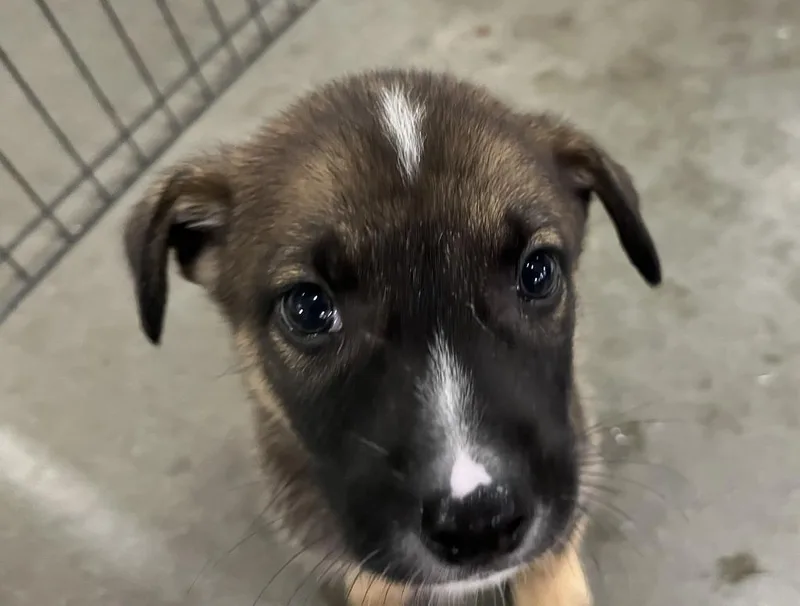 A baby medium-sized male Shepherd dog named Cubby for adoption in Batesville, AR