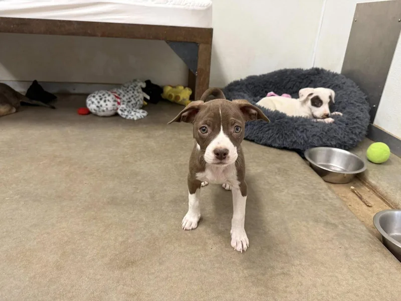 A baby small-sized female Staffordshire Bull Terrier dog named Leilani for adoption in Phoenix, AZ