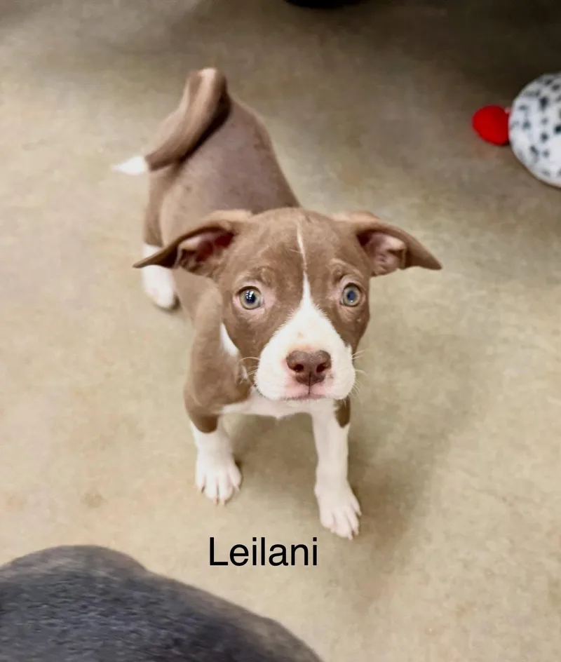 Leilani thumbnail 2