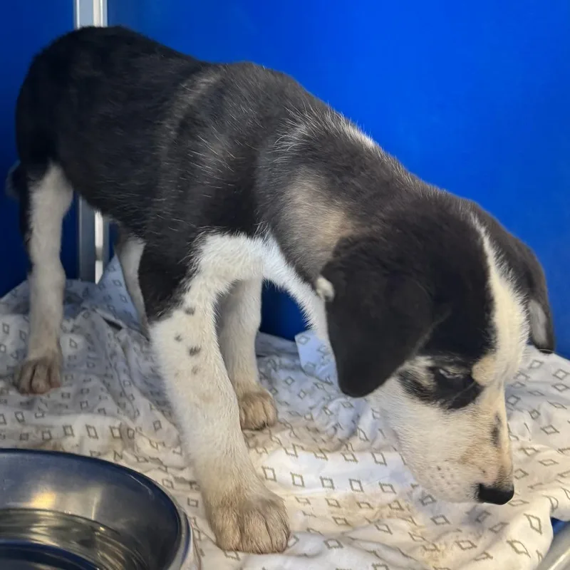 A baby small-sized male Black Mixed Breed dog named 110442 for adoption in Las Cruces, NM