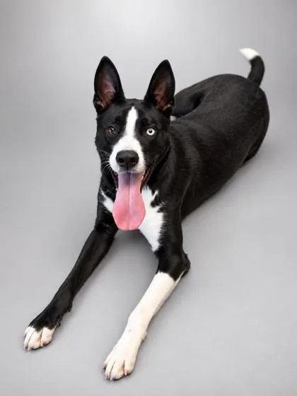 An adult large-sized male Siberian Husky dog named Hercules~HOUSEBROKEN! for adoption in Bowling Green, KY