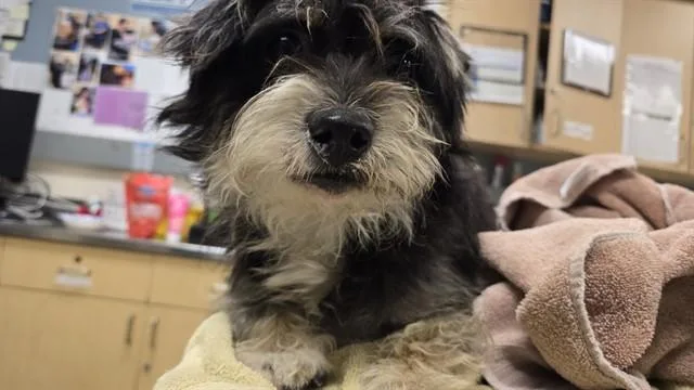 A young small-sized male Terrier dog named Robert for adoption in Riverside, CA