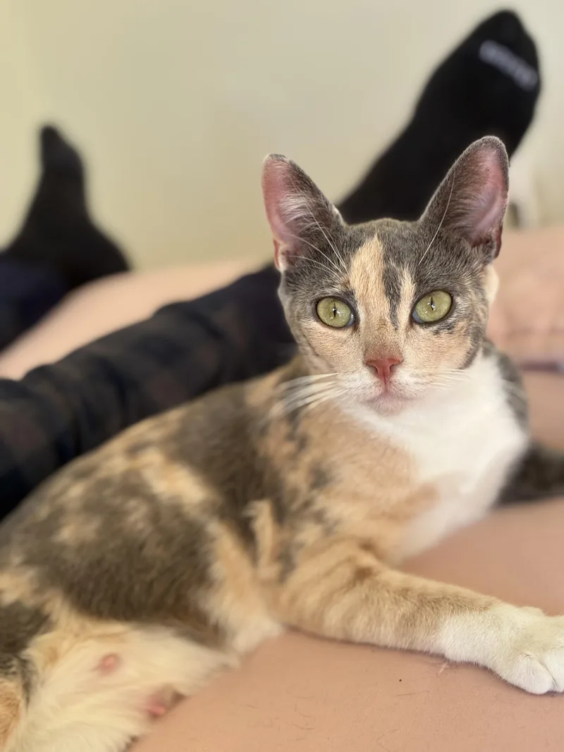 A young medium-sized female Dilute Tortoiseshell Domestic Short Hair cat named Mrs Doubtfire for adoption in Tucson, AZ